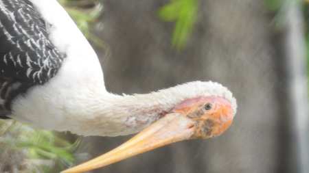 adult stork closeup on the side eye in detailed view. young storks ready for first flight. Storks...