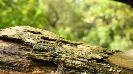 Tree bark texture in the forest. Natural background. Close up.