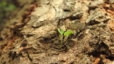 green plant growing out of the bark of a tree, nature background