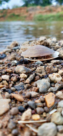 Multicolored stones underwater, background. Multicolored stones, river bottom, pebbles underwater....