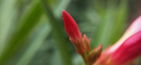 Close up of an oleander flower with shallow depth of fieldの写真素材