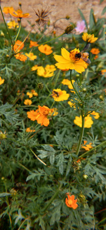 Yellow cosmos flowers in the garden, Thailand. (Selective focus)
