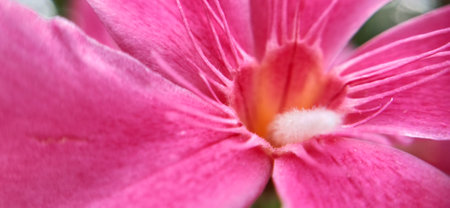 Pink oleander flower close-up macro photography with soft focusの写真素材