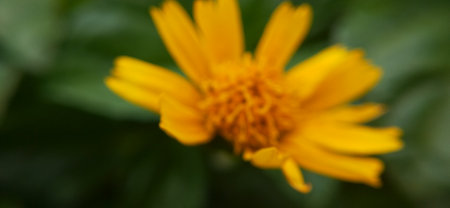 Close up of a yellow flower. Shallow depth of field.の写真素材