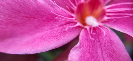 Close up of pink oleander flower, selective focus on centerの写真素材