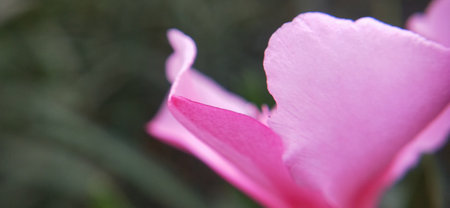 pink flower in the garden. soft focus and shallow DOFの写真素材