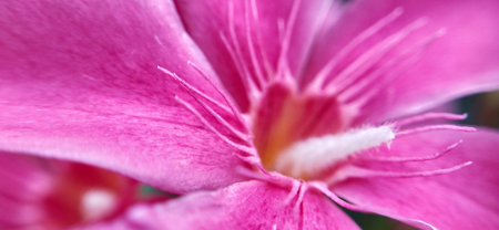 Close up of pink oleander flower, selective focus, shallow DOF.の写真素材