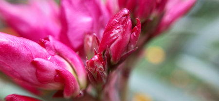 Close up of pink alstroemeria flower in the garden.の写真素材