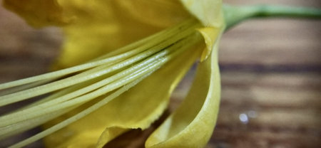 Yellow flower on a wooden background. Close-up, selective focus.の写真素材