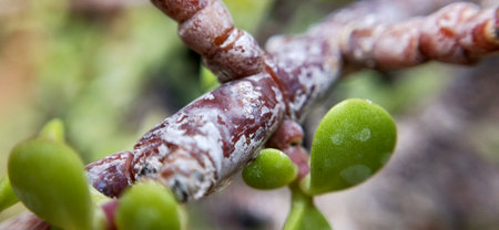 Close-up of a branch of a fig tree in spring.の写真素材