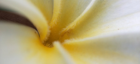 close up of frangipani flower with soft focus and shallow DOFの写真素材
