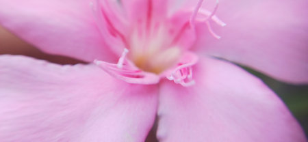 Close up of pink oleander flower, soft focus background.の写真素材
