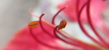 Macro photo of a pink lily flower with a blurred backgroundの写真素材