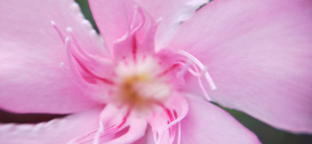Close up of pink oleander flower, soft focus background.の写真素材