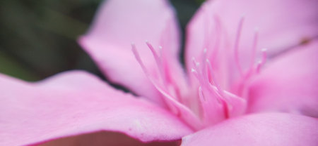 Close up of pink oleander flower, soft focus, shallow DOFの写真素材