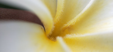 frangipani flower close-up macro shot, shallow depth of fieldの写真素材
