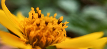 Macro shot of a yellow flower in the garden with blurred backgroundの写真素材