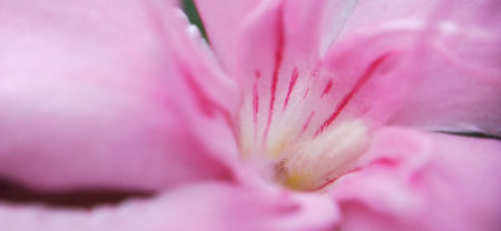 close up of pink oleander flower in the garden, soft focusの写真素材