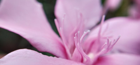 Close up of pink oleander flower in the garden, soft focusの写真素材