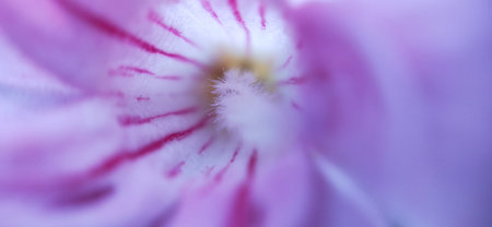 Macro shot of a pink geranium flower, soft focus.の写真素材