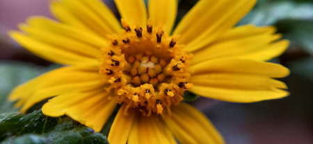Close up of a yellow daisy flower with a bee on itの写真素材