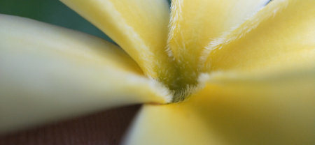 close up of frangipani flower with blur background, Thailandの写真素材