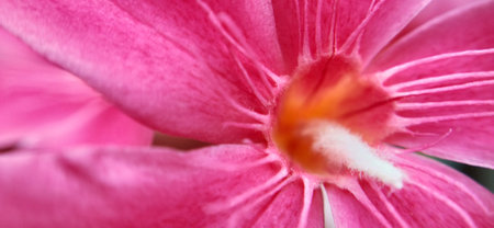 Close up of pink oleander flower with blurred background. Macroの写真素材