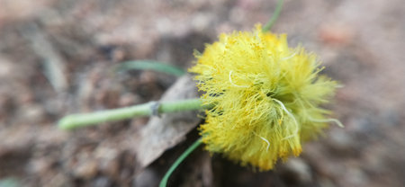 Yellow mimosa flower on the ground, close-up, soft focusの写真素材