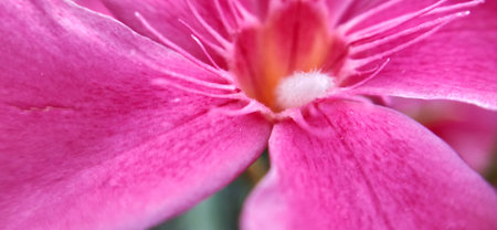 Close up of pink oleander flower with soft focus background.の写真素材