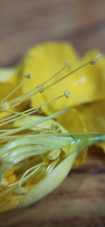 yellow flower of cassia fistula on wood background
