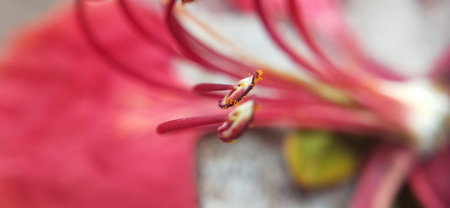 Close up of the pistil and stamens of a lily flowerの写真素材