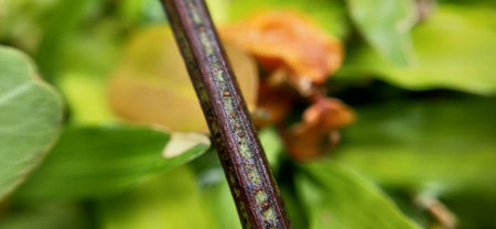 Close-up of the leaves of a wild plant. Shallow depth of fieldの写真素材