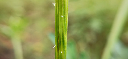 Close up of a grass stem with water droplets on it.の写真素材