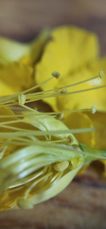 Cassia fistula flower on wooden background. (Cassia fistula L.)の写真素材