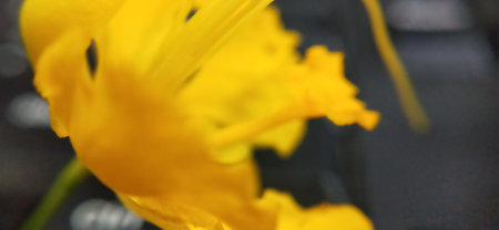 Close up of yellow freesia flower with shallow depth of fieldの写真素材