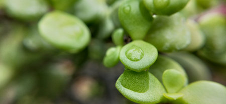 Close up of succulent plants with water drops. Selective focus.の写真素材