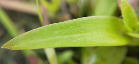 Close up of a green grass, shallow depth of field, macroの写真素材