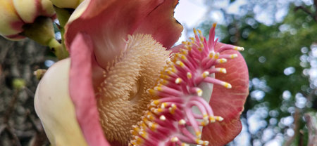 Cannonball Tree or Cannonball flower blooming in the gardenの写真素材