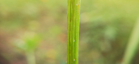 Close up of green grass with bokeh background, soft focusの写真素材
