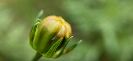 Beautiful peony bud on a background of green grass. Macroの写真素材