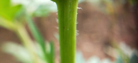 Close up of a green plant with blurred background and copy space.の写真素材