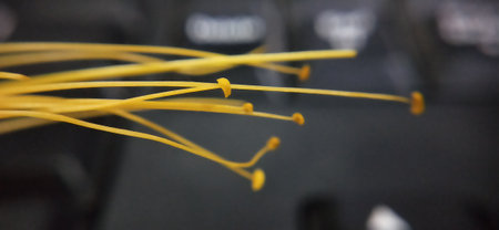 Close-up of yellow network cables in a datacenter.の写真素材