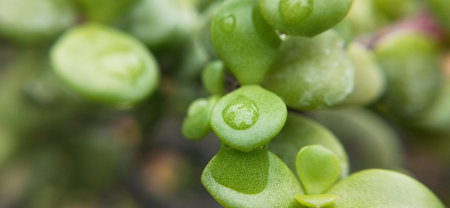 close up of green succulent plant with water drops on it.の写真素材