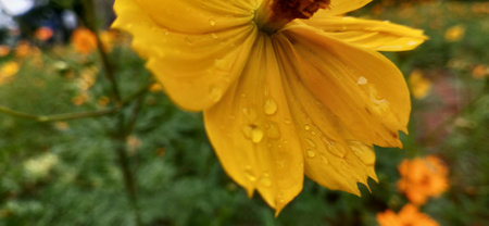 Yellow cosmos flower with water drops on petals after the rain.の写真素材