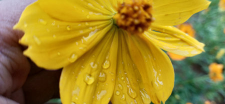 Yellow flower with water droplets on the petals close-upの写真素材