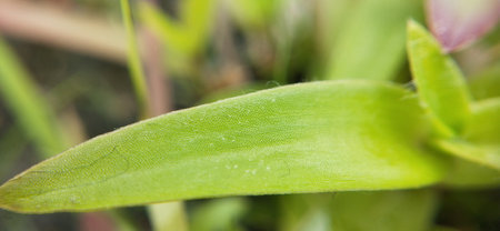 A close up of a green leaf with a shallow depth of fieldの写真素材