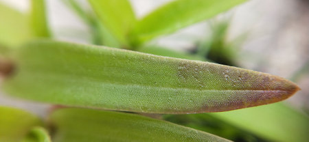 Close up of orchid leaves in the garden with shallow depth of fieldの写真素材