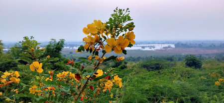 Yellow flowers and green leaves on the background of the river in the eveningの写真素材