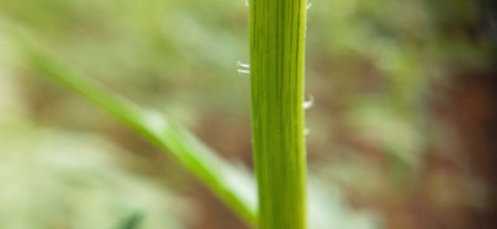 Close up of green grass with dew drops in the morning.の写真素材