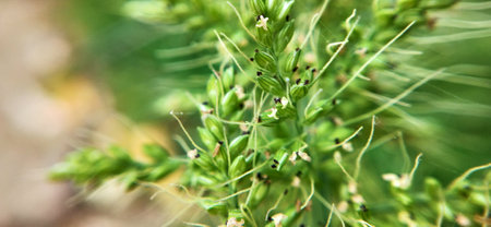 Green spikelets of grass close-up. Shallow depth of field.